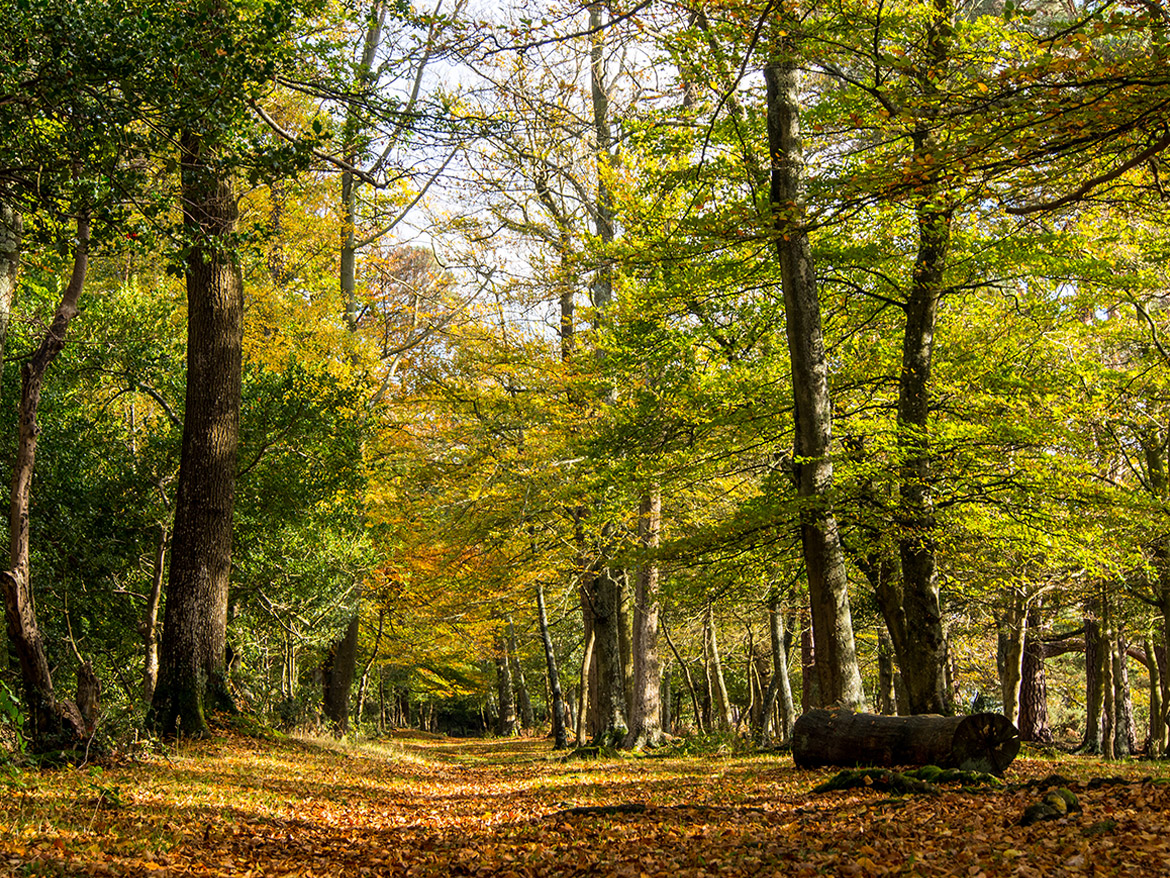 Forest